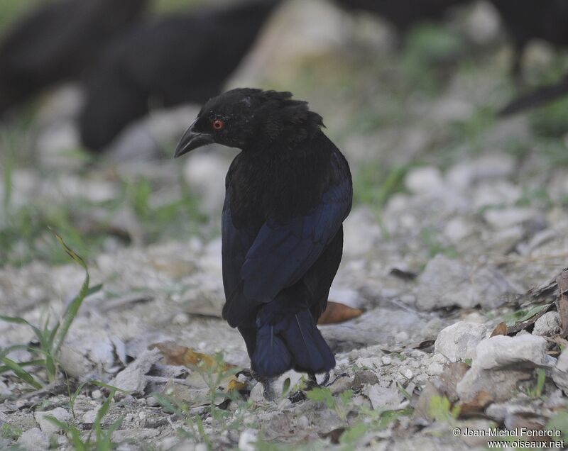 Bronzed Cowbird