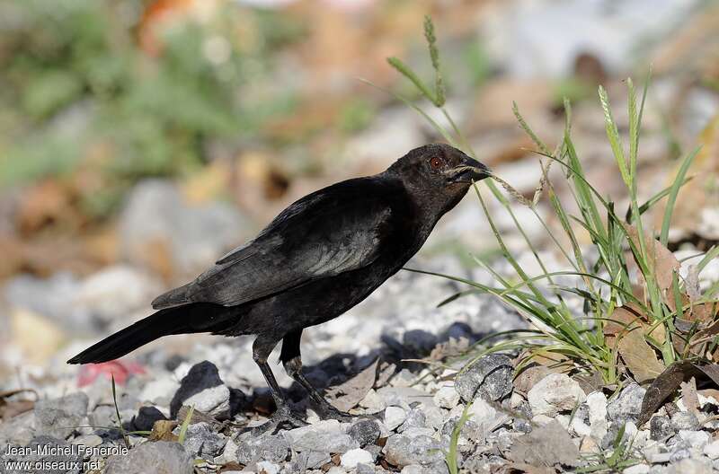 Bronzed Cowbird female adult, feeding habits, eats