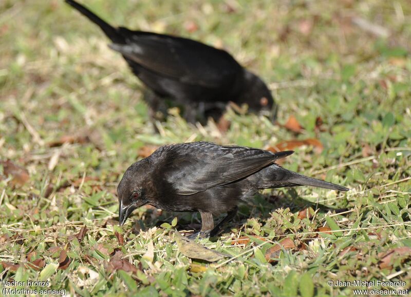 Bronzed Cowbird