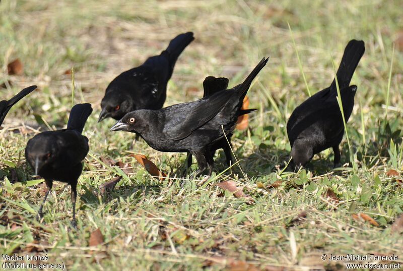 Bronzed Cowbird