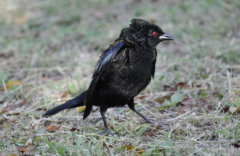 Bronzed Cowbird