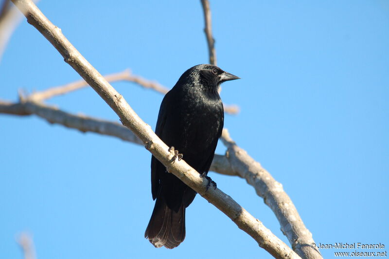 Shiny Cowbird male adult