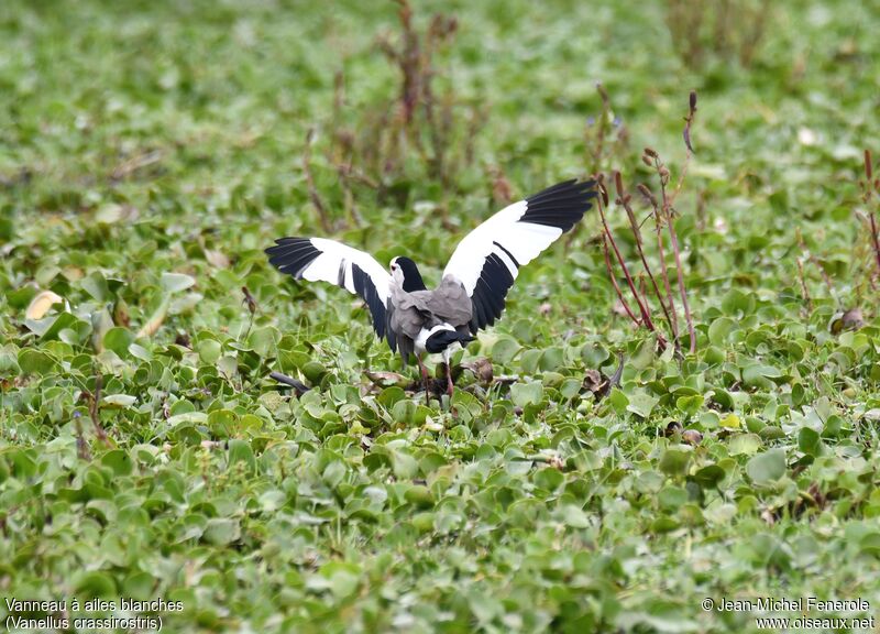 Vanneau à ailes blanches