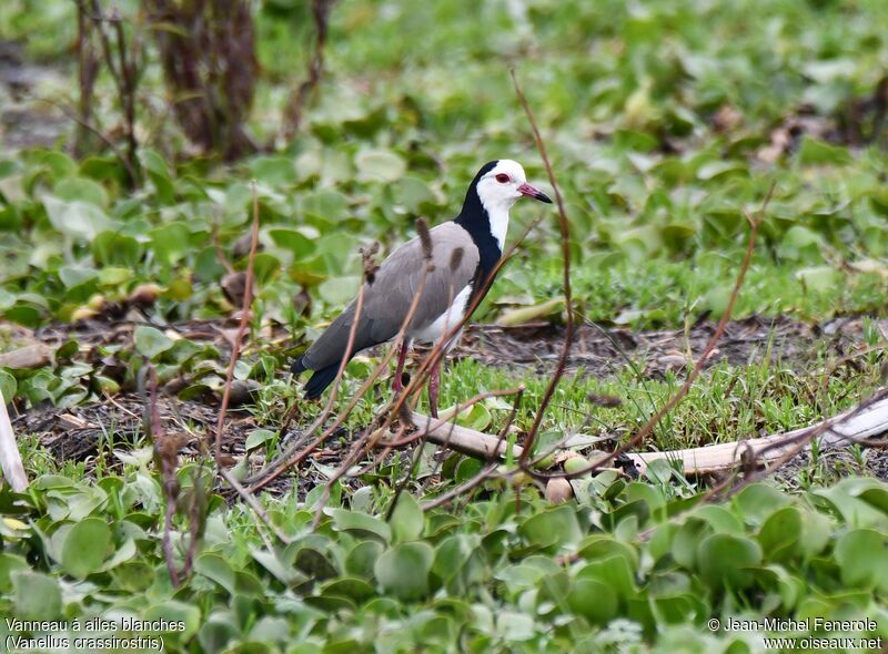 Vanneau à ailes blanches