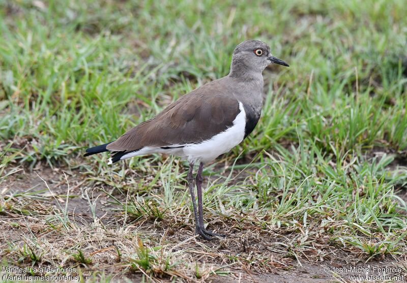 Black-winged Lapwing