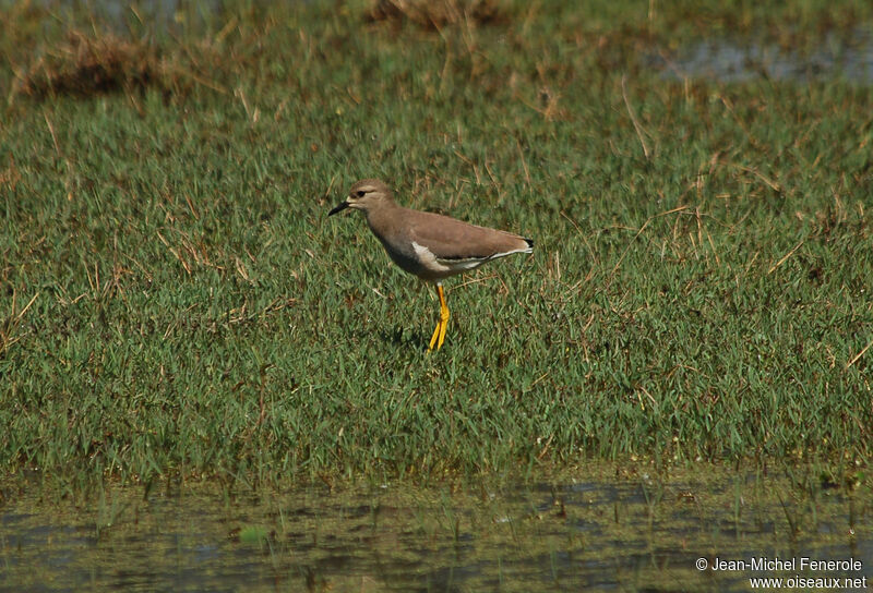 White-tailed Lapwing