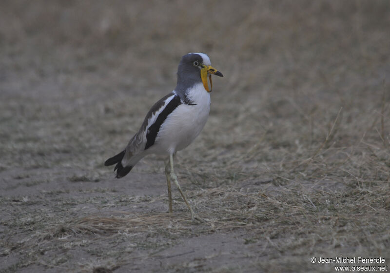 White-crowned Lapwing