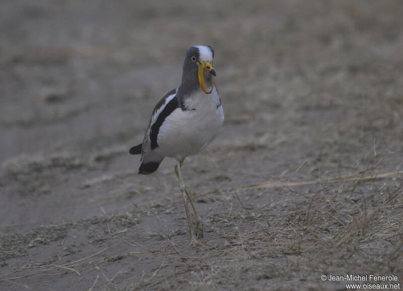 White-crowned Lapwing