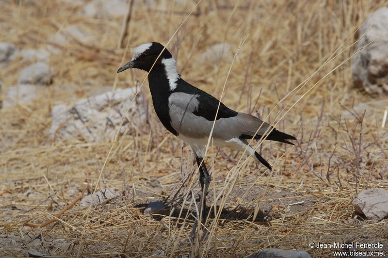 Vanneau armé, identification