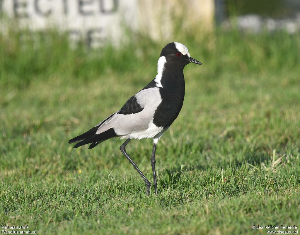 Blacksmith Lapwing
