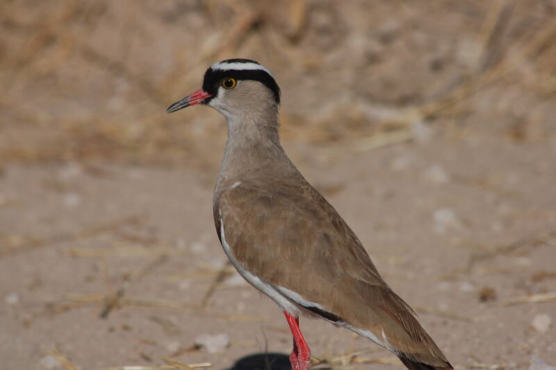 Vanneau couronné, identification