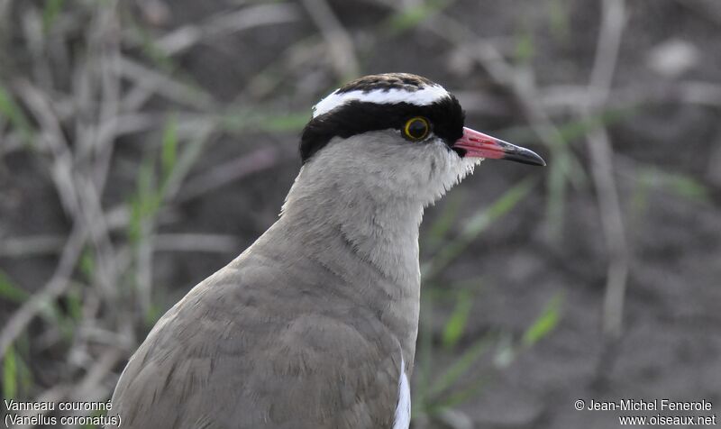 Crowned Lapwing