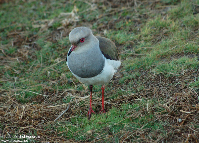 Andean Lapwingadult