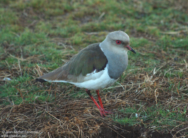 Vanneau des Andes