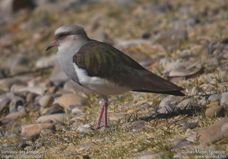 Andean Lapwing