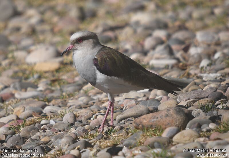 Andean Lapwing