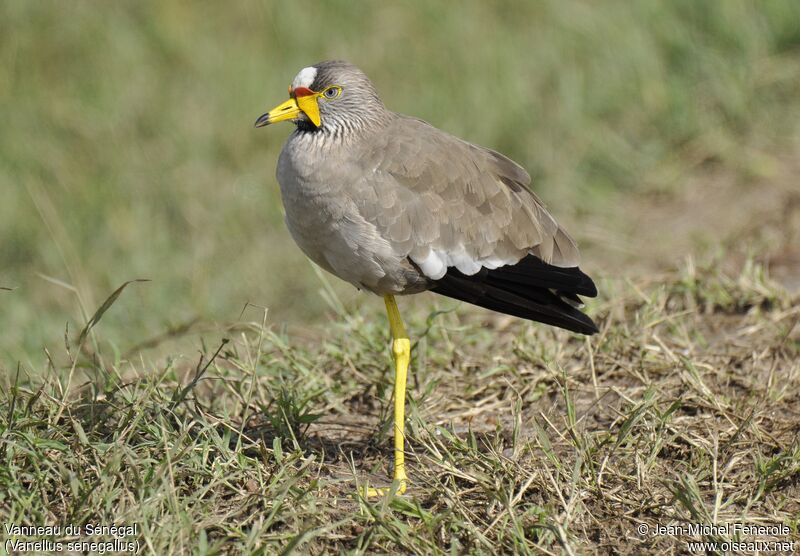 African Wattled Lapwing