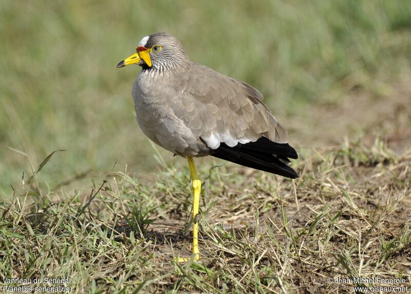 African Wattled Lapwing