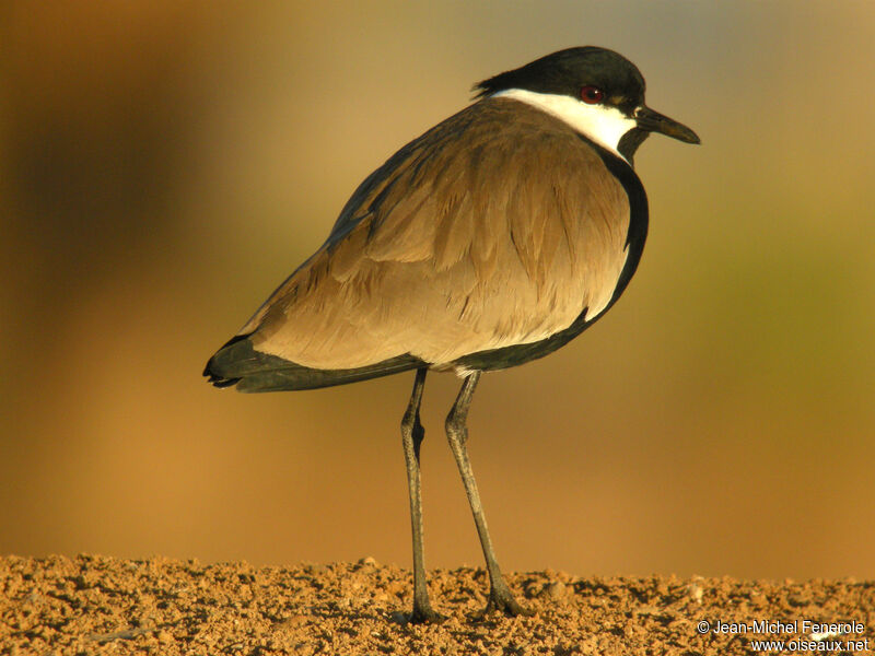 Spur-winged Lapwing