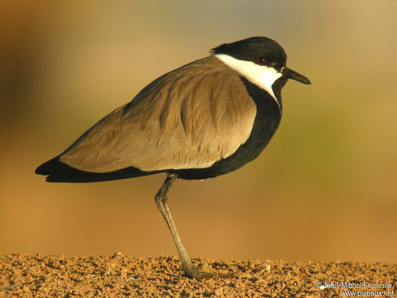 Spur-winged Lapwing