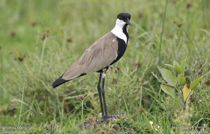 Spur-winged Lapwing