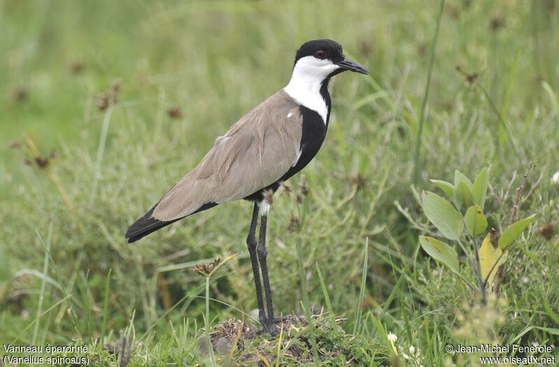 Spur-winged Lapwing