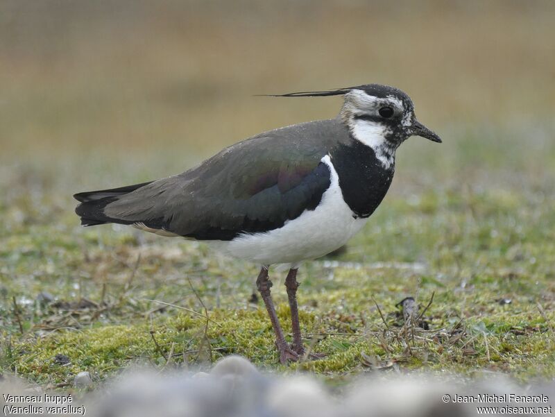 Northern Lapwing