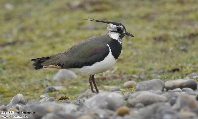 Vanneau huppé femelle adulte, identification