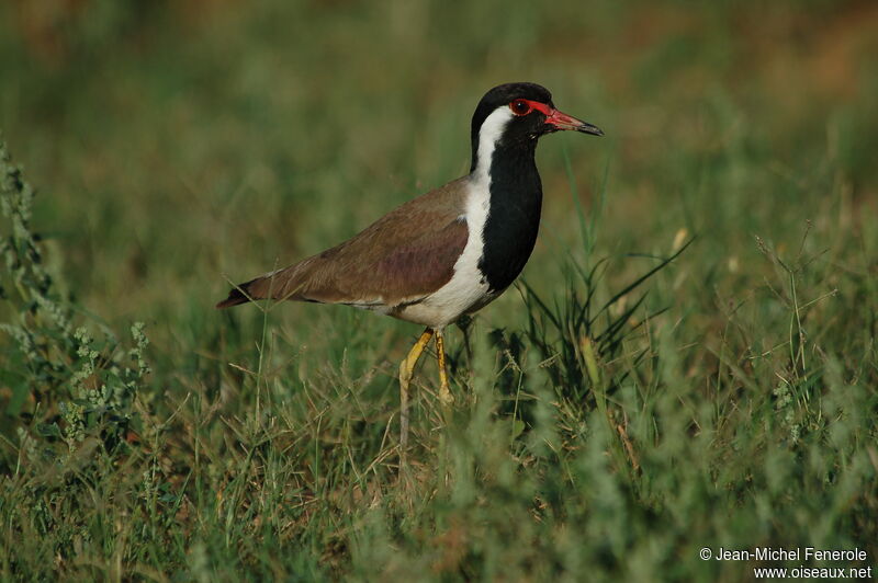 Red-wattled Lapwing