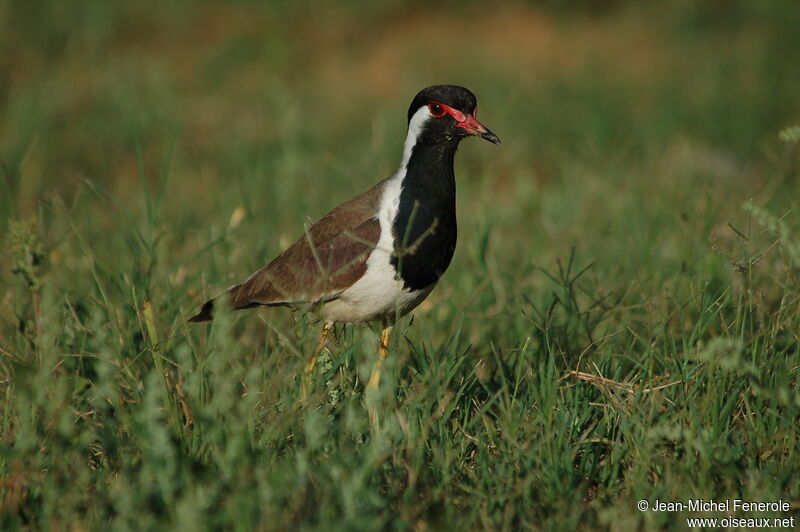 Red-wattled Lapwing