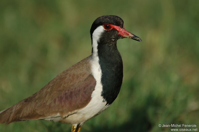 Red-wattled Lapwing