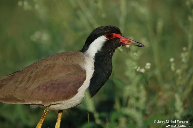 Red-wattled Lapwing