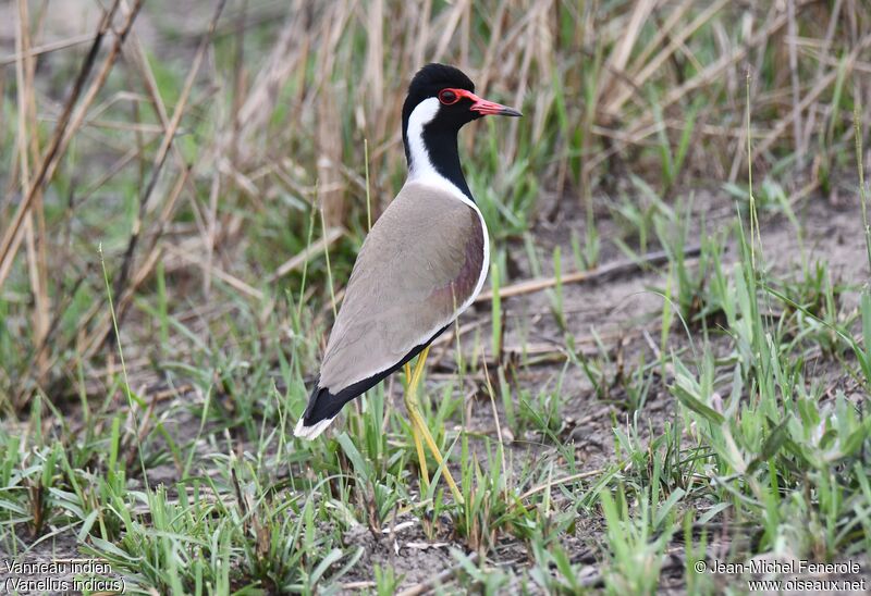 Red-wattled Lapwing