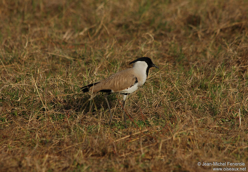 River Lapwing