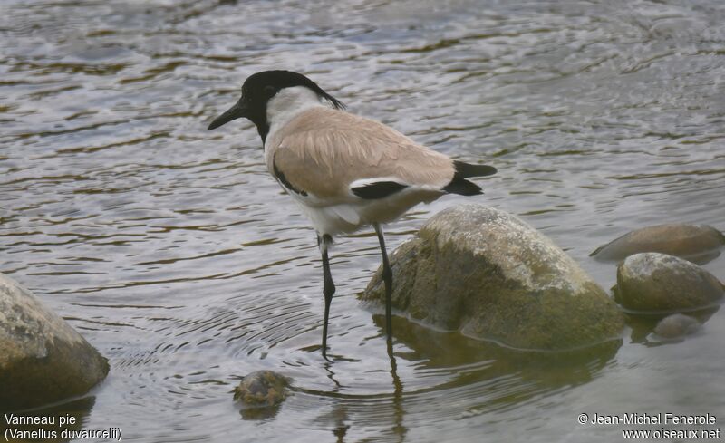 River Lapwing