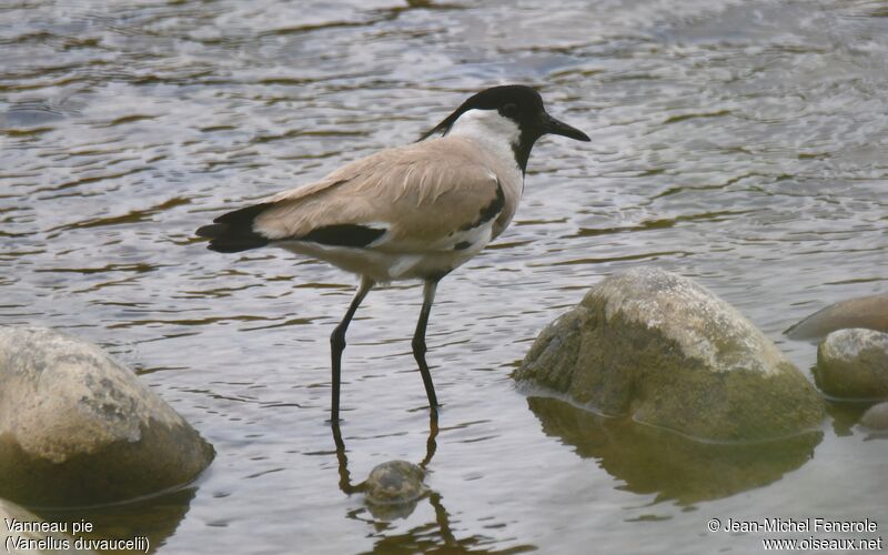 River Lapwing