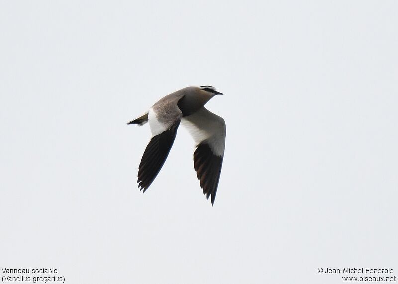 Sociable Lapwing