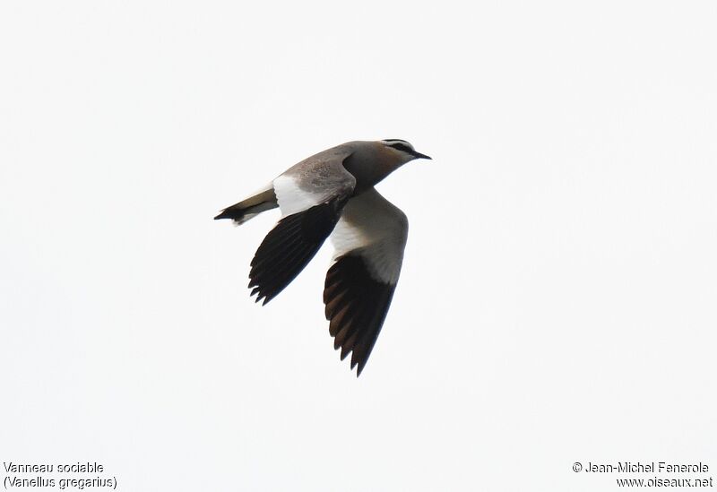 Sociable Lapwing