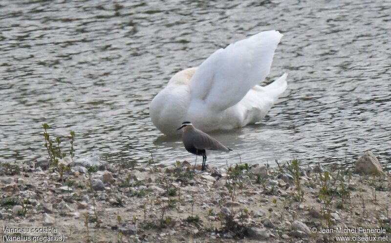 Sociable Lapwing