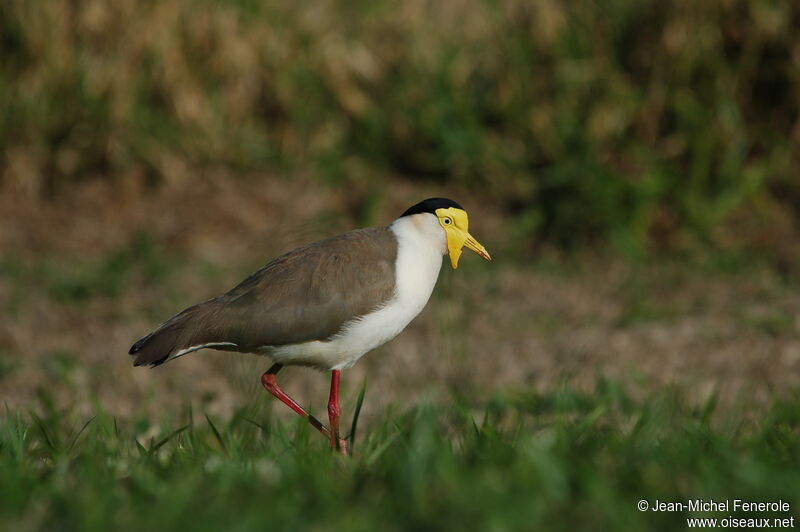 Masked Lapwingadult