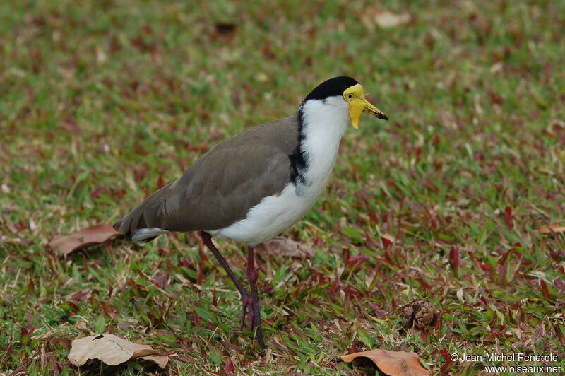 Masked Lapwing