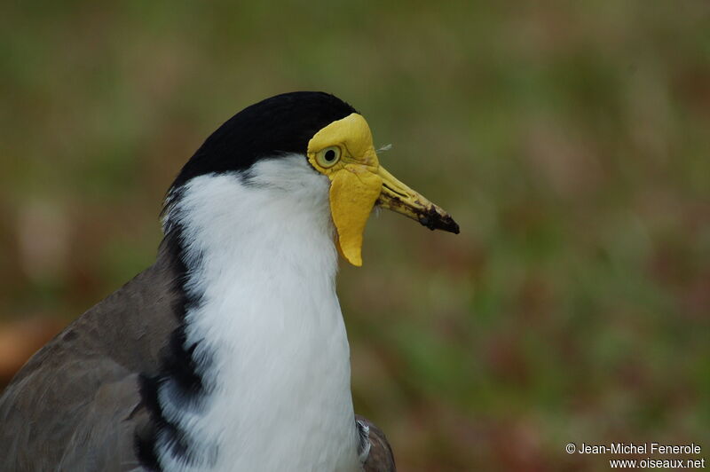 Masked Lapwing