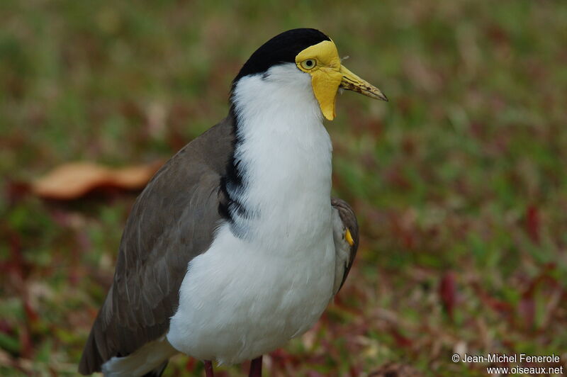 Masked Lapwing