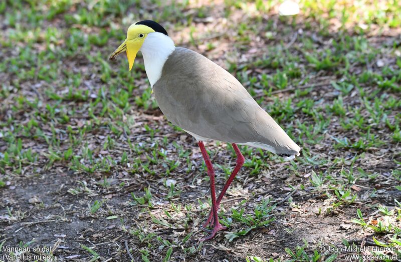 Masked Lapwing