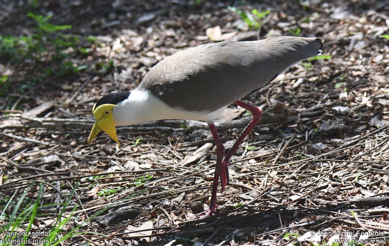 Masked Lapwing