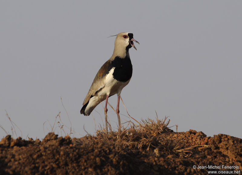 Southern Lapwing