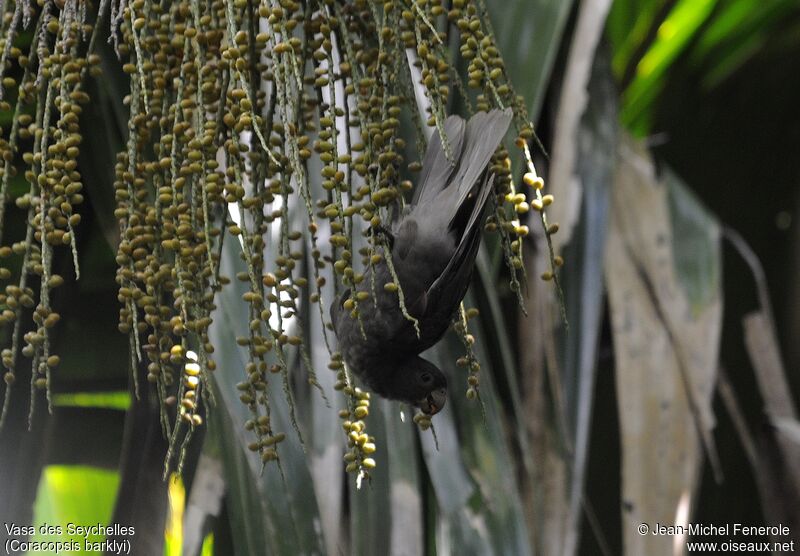 Seychelles Black Parrot