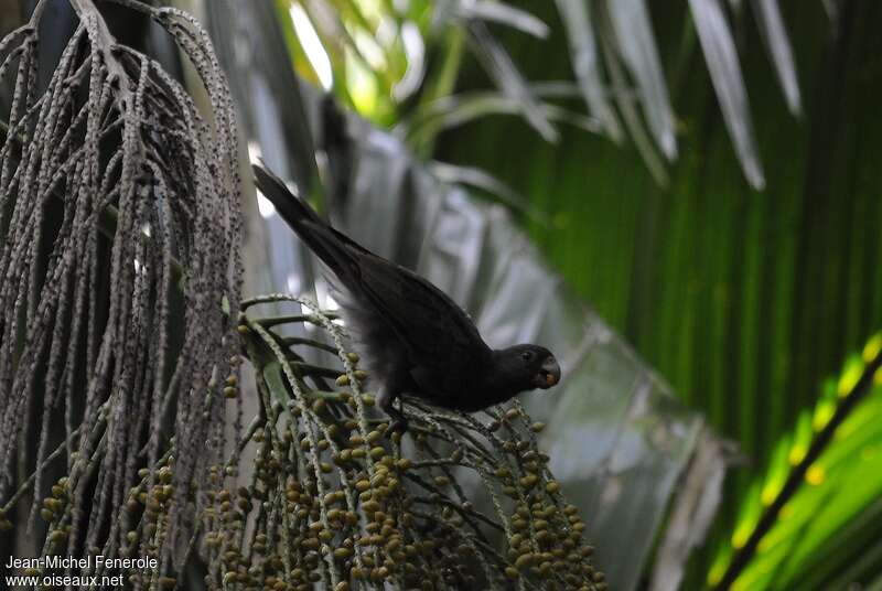 Vasa des Seychelles, identification