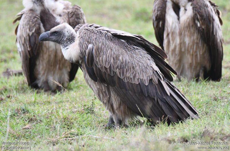 White-backed Vulture