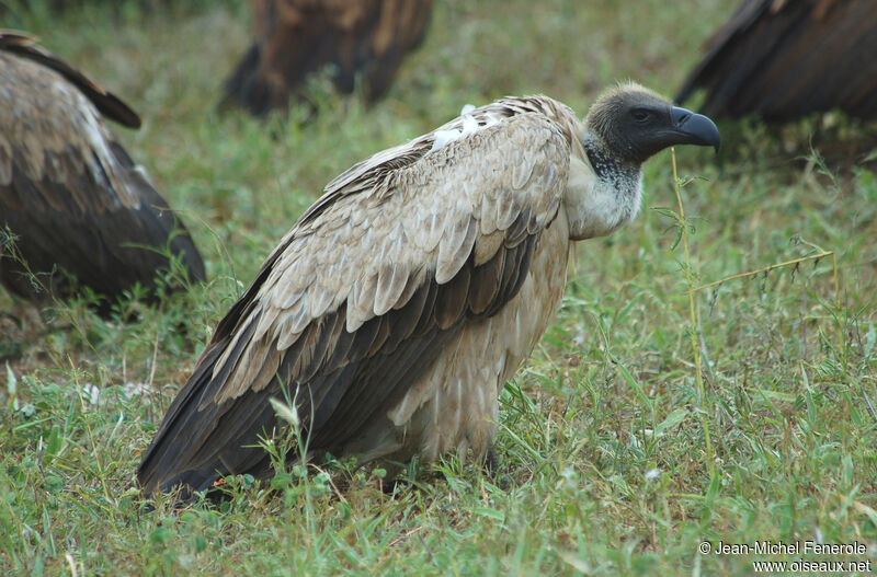 White-backed Vulture